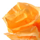 SCS_5297811