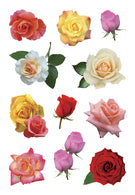 HERMA Sticker Decoratie Rozen